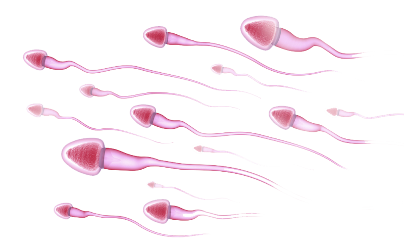Микрофлюидика —  новый метод отбора сперматозоидов для ЭКО